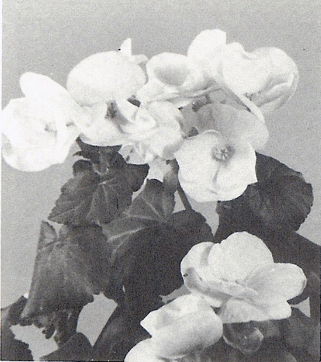 B. ‘Bernsteins Gelbe’